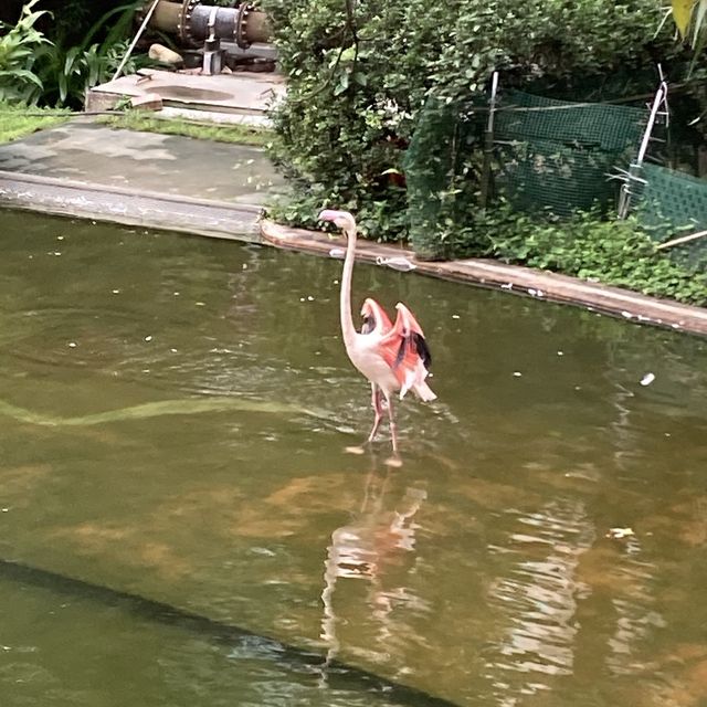 免費～～睇不同國家的雀鳥🦜🦆part 1