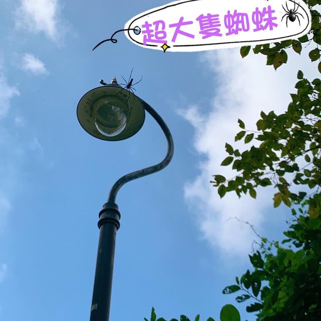 【超輕鬆親子行山路線】
