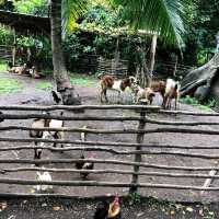 印尼峇里島野生動物園