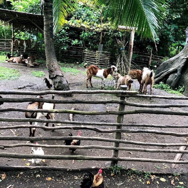 印尼峇里島野生動物園