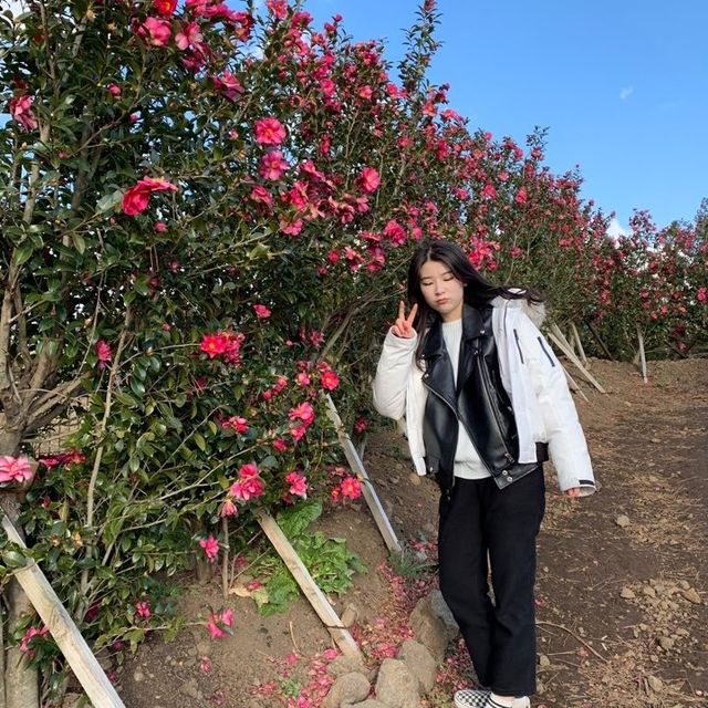 카멜리아힐] 동백꽃 🌺🤍