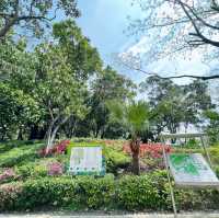 賞花攻略 元朗公園