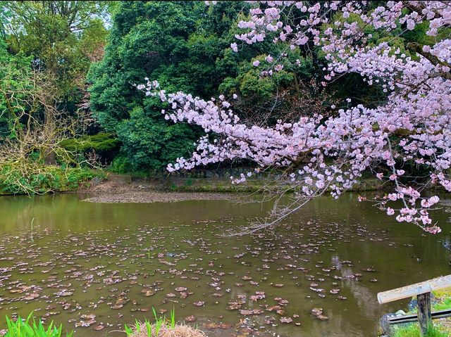 京都　SAKURA 桜めぐり❗️勧修寺の桜に感動❗️