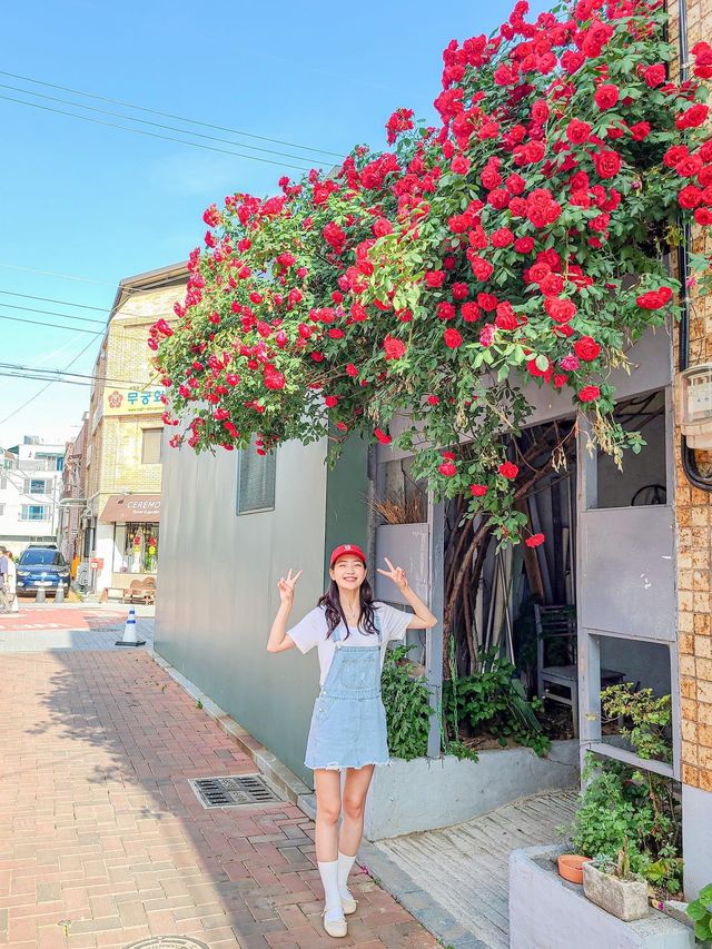 골목골목 예쁜장미담벼락이 한가득♥️