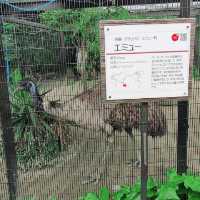 大迫力！４頭のゾウが暮らす京都市動物園