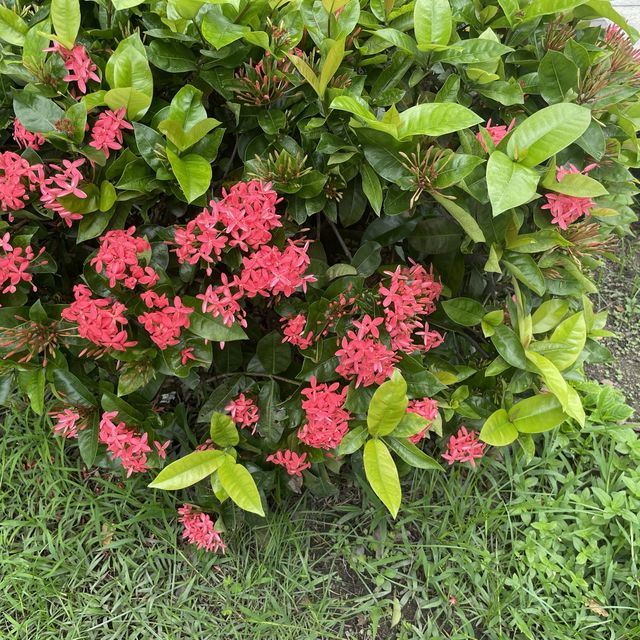 宋王臺花園