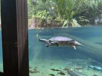 Tortoise Shelter