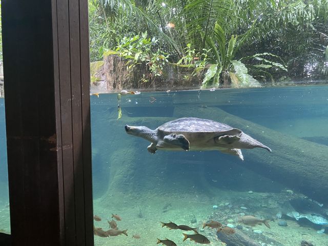 Tortoise Shelter