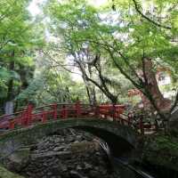 [佐賀]裏道でさらに森林浴🌳「清水の滝」