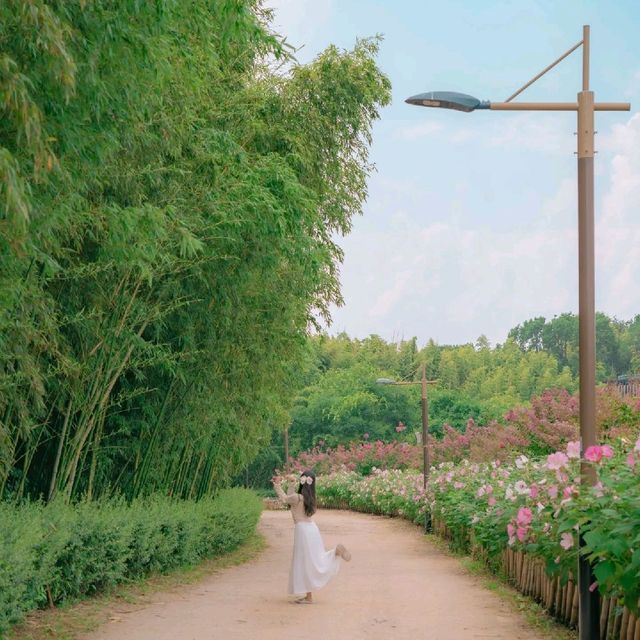 🌺부용과 배롱나무가 함께하는 산책로 [울산, 태화강국가정원]