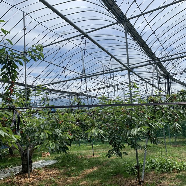 時間無制限😳豊富な種類のさくらんぼ狩🍒