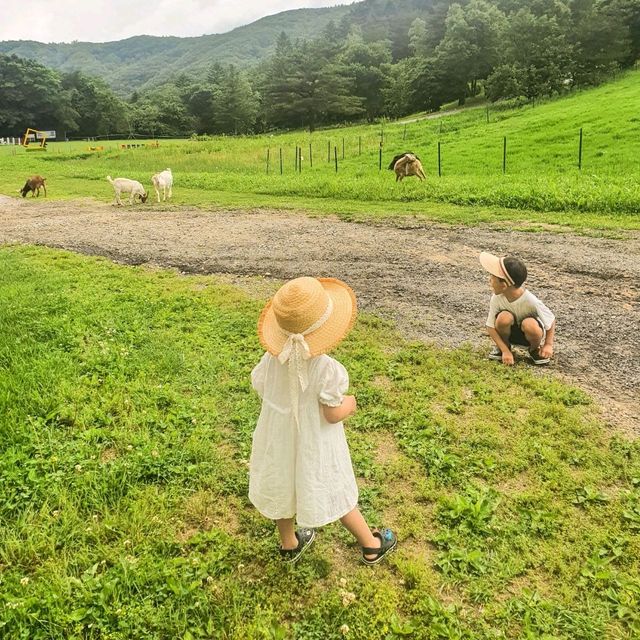 초록초록 대관령 스위스💚 