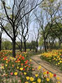 서울 튤립 명소🌷서울숲💖