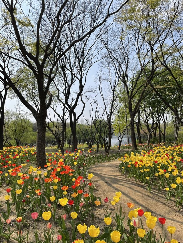 서울 튤립 명소🌷서울숲💖
