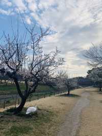 Cherry Blossom in Japan