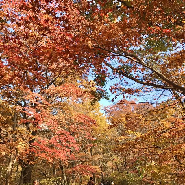 경남 합천 해인사 단풍놀이🍁🍂 가야산 소리길