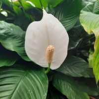 Enjoy Nature at Mt Coot-Tha Botanicals