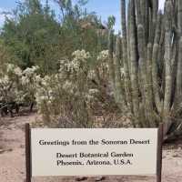 Desert Trail with Cactus 