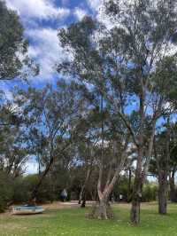 Trees and Twigs @ Yanchep National Park! 🫣🤩