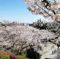 [福岡市]桜🌸満開で花吹雪舞う「西公園」