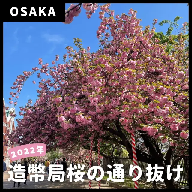 【大阪】造幣局 桜の通り抜け🌸🌸🌸