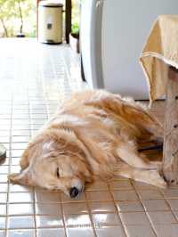 🍃🐶Mori Natural Farm ที่พัก&คาเฟ่บนภูเขาเชียงใหม่
