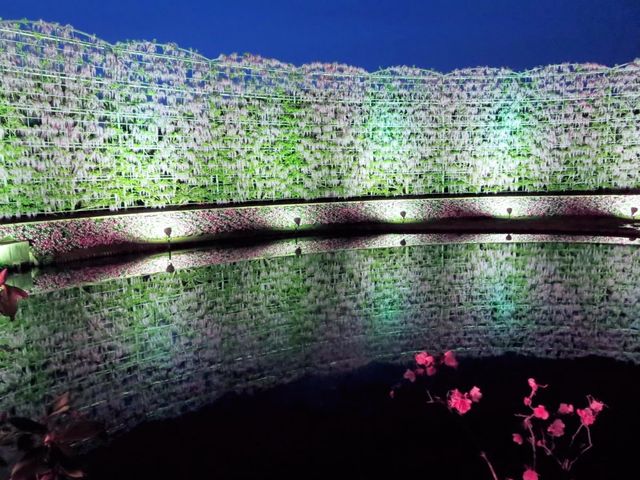 【栃木県】樹齢150年を超える「大藤」を愛でる