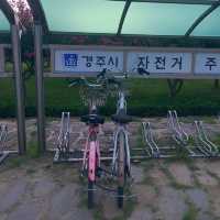 경주 자전거 여행 핑크뮬리 꽃밭