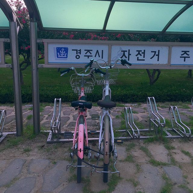 경주 자전거 여행 핑크뮬리 꽃밭