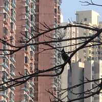 Tsing Yi Park- Spot of Autumn Leaves in the City