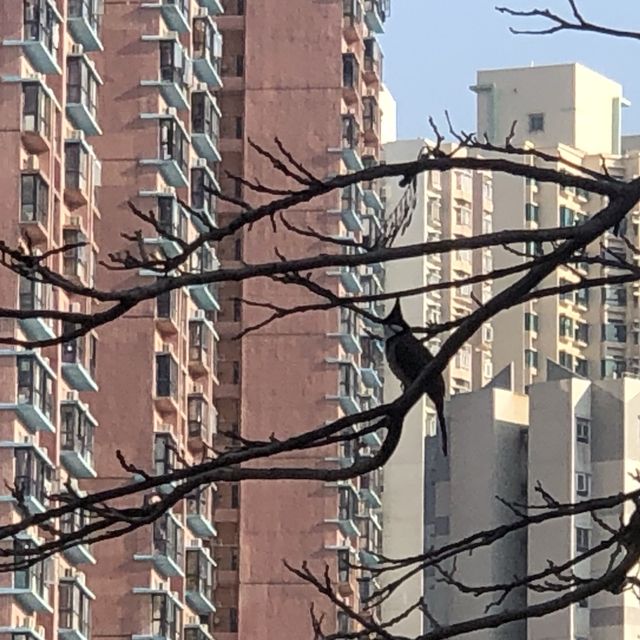 Tsing Yi Park- Spot of Autumn Leaves in the City