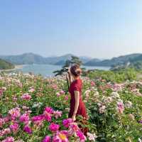 임실 옥정호수 뷰 인생샷명소 “작약꽃밭”🌸🌸 