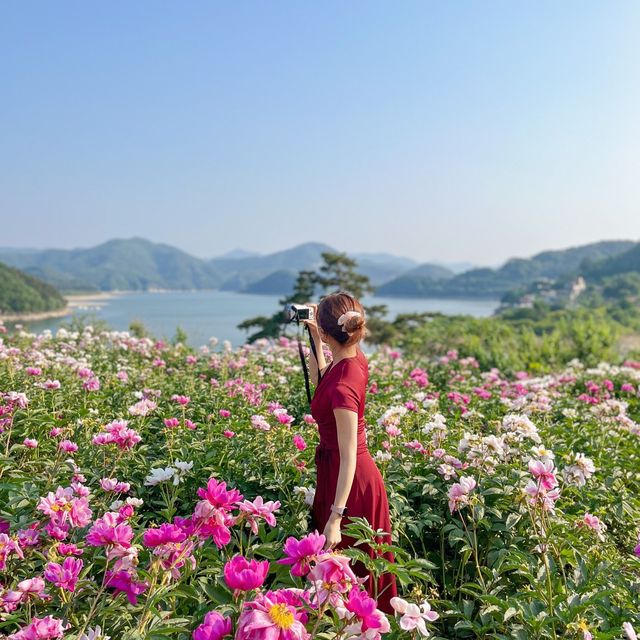 임실 옥정호수 뷰 인생샷명소 “작약꽃밭”🌸🌸 