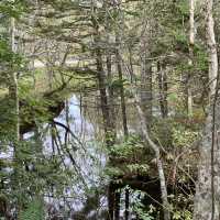 原生林🌳の中の神秘の池　神の子池
