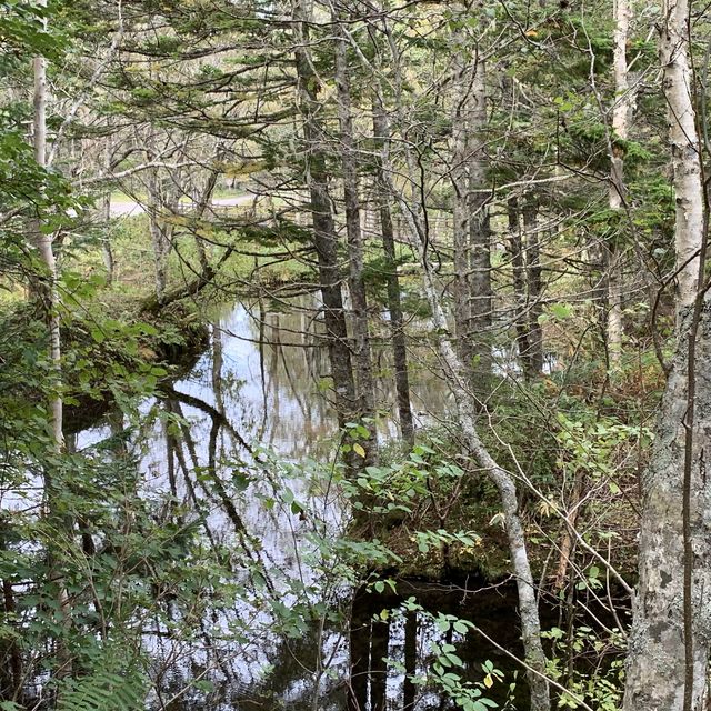 原生林🌳の中の神秘の池　神の子池