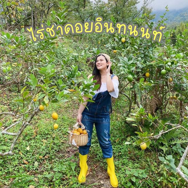 มาเก็บเลม่อนที่ไร่ชากันมะะะะ???🍋🍃