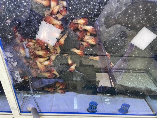 영덕 강구항 동광어시장 싱싱한 대게 구경 🦀