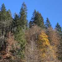 Autumn season, Nature’s Art Palette 