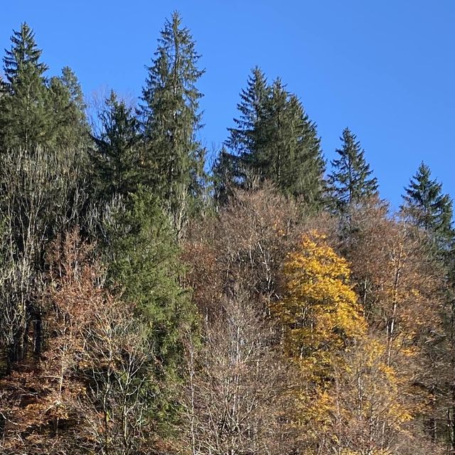Autumn season, Nature’s Art Palette 