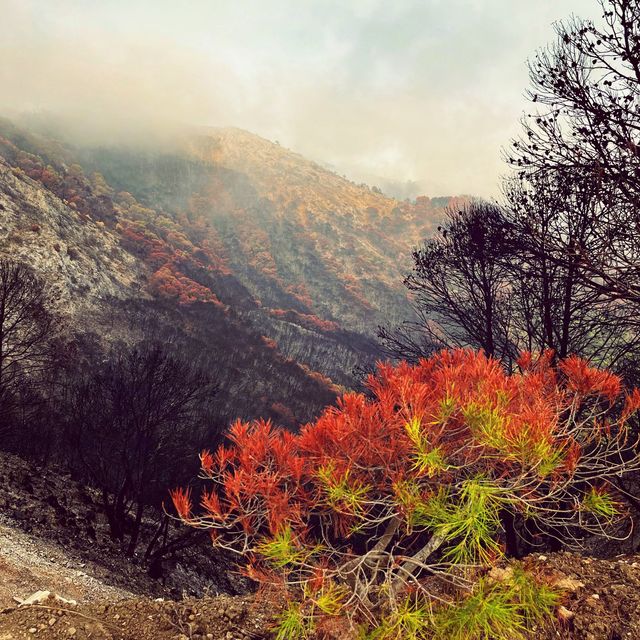 Sierra Mijas forest fire site