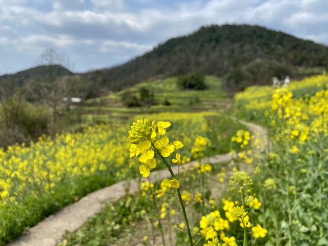 Rape Seed Flowers in Minshengcun, Pujiang