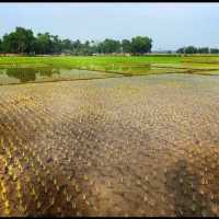 Madhabpur Lake - Sreemangal