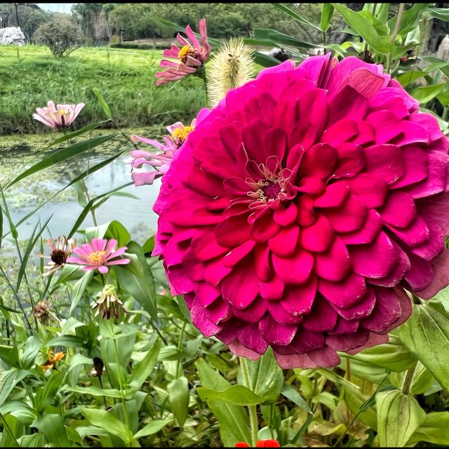 Flower spotting in Hanxiang Water Garden 🪴 