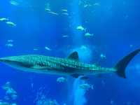 【沖縄】美ら海水族館