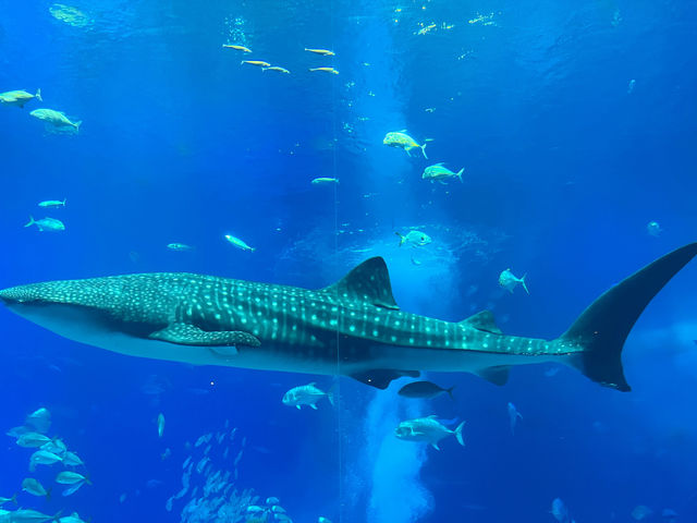 【沖縄】美ら海水族館