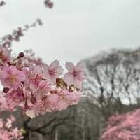 Tokyo | In the cold winter, the early cherry blossoms have quietly bloomed~