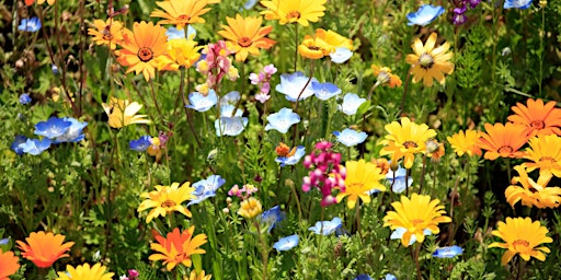 Spring Vibes Ecstatic Dance | 18 N Park Ave