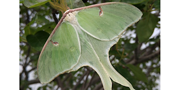 Moth Walk | Ignatius Jesuit Centre