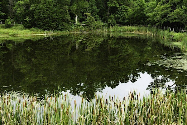 Basic pond management in Transylvania County | N.C. Cooperative Extension - Transylvania County Center