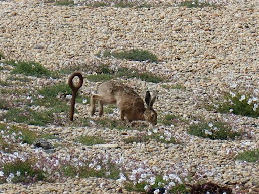 Natural History Watercolour Workshop at Chesil | Dorset Wildlife Trust Wild Chesil Centre